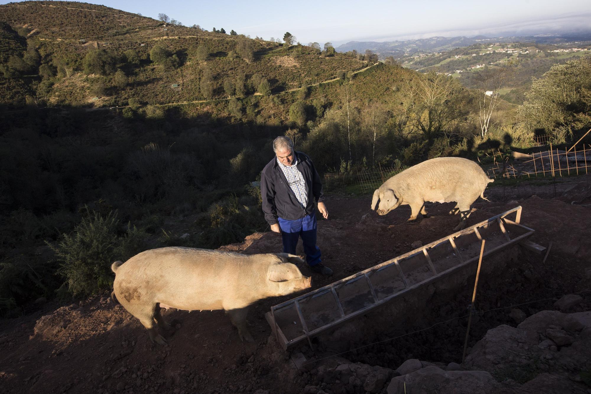 Monte Cabriles, el refugio porcino de Siero que acaba de ser reconocido con un sello de calidad