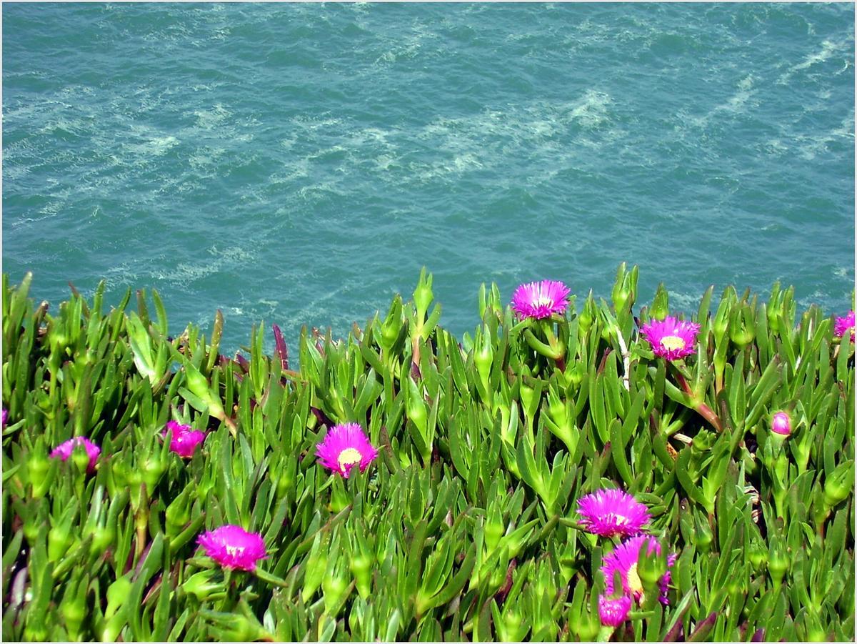 Carpobrotus edulis en la costa cantábrica.