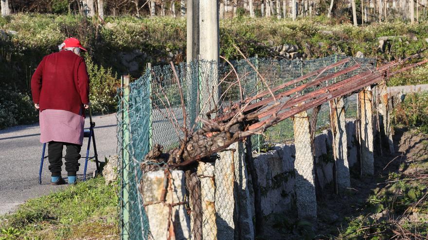 Una nueva plaga obligará a cortar cepas enfermas en viñedos de ocho concellos del sur de Pontevedra