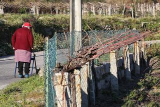 Una nueva plaga obligará a cortar cepas enfermas en viñedos de ocho concellos del sur de Pontevedra