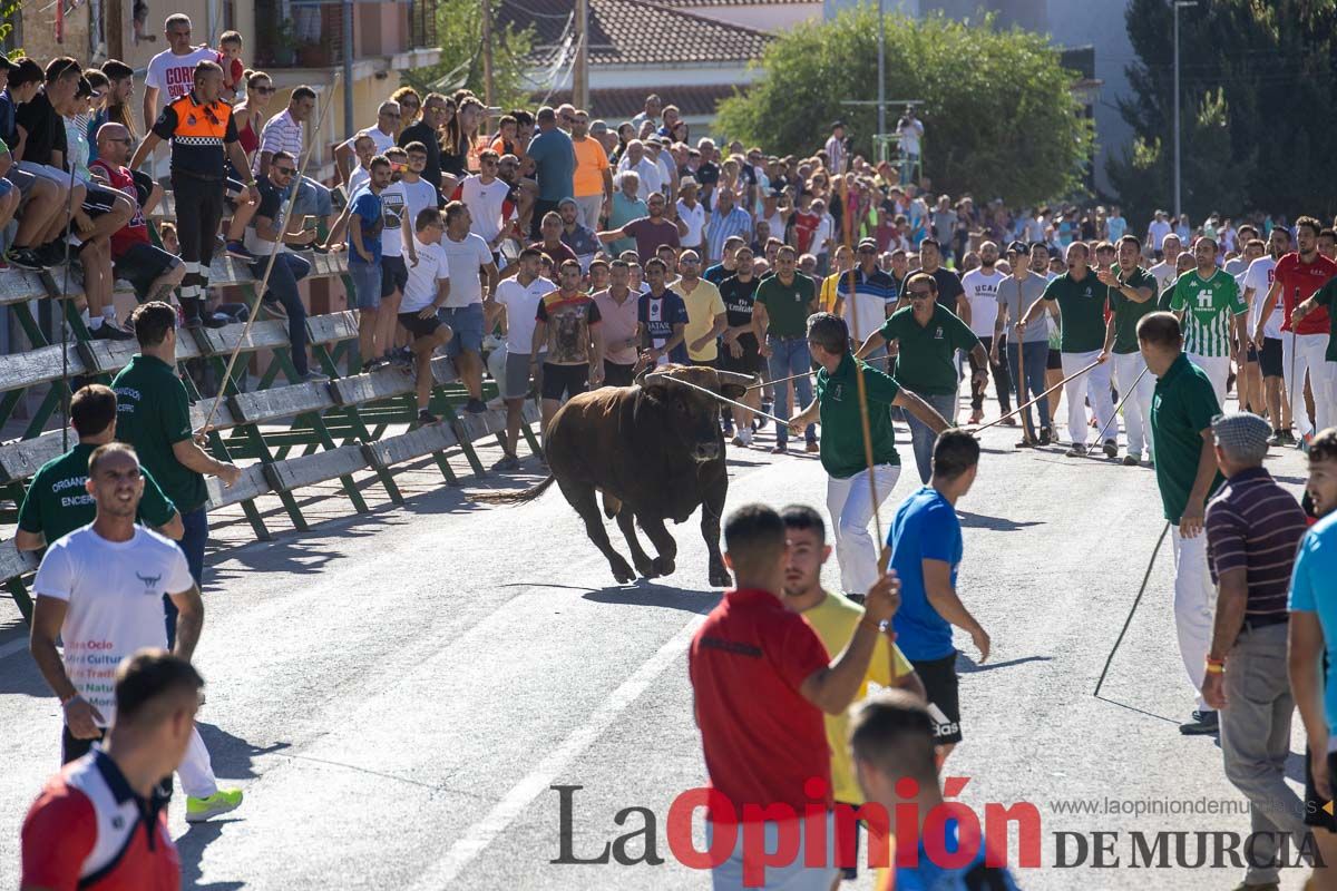 Quinto encierro de la Feria del Arroz de Calasparra