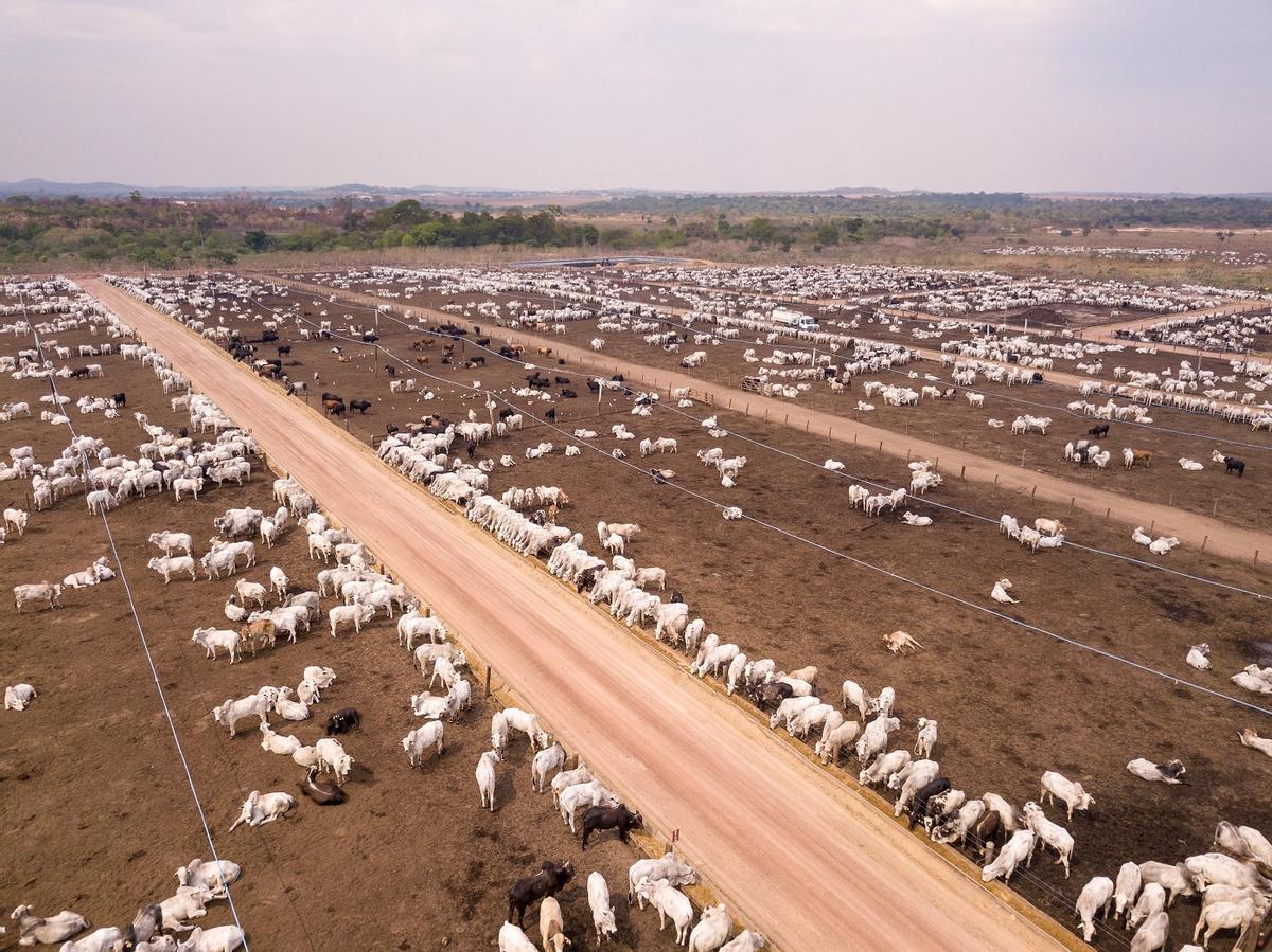 Ganadería industrial en la Amazonía brasileña
