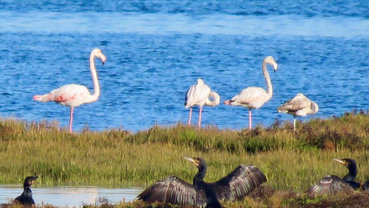 Flamencos y cormoranes en el Complejo Intermareal Umia-O Grove.