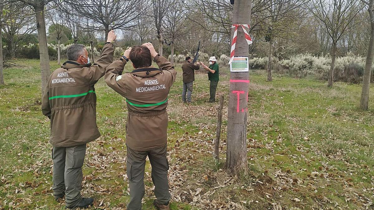 Suelta de ejemplares de torymus sinensis en castaños de Asturianos. | Cedidas