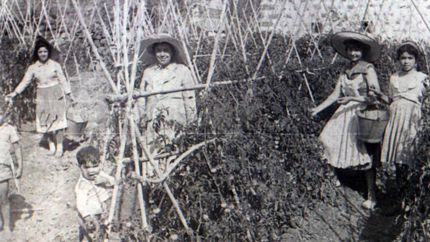 Tomateras en la década de los años 60-70 del siglo pasado en La Aldea.