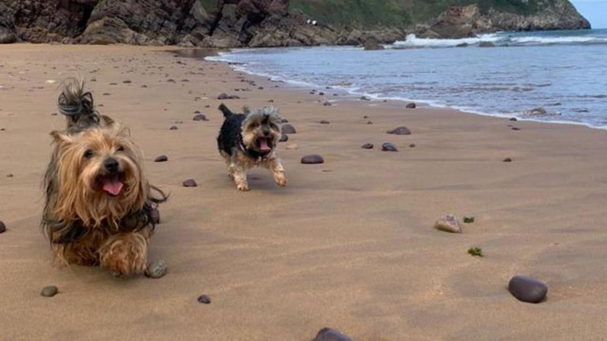 Dos perros corren en la playa de Xivares (Carreño). | B. G.