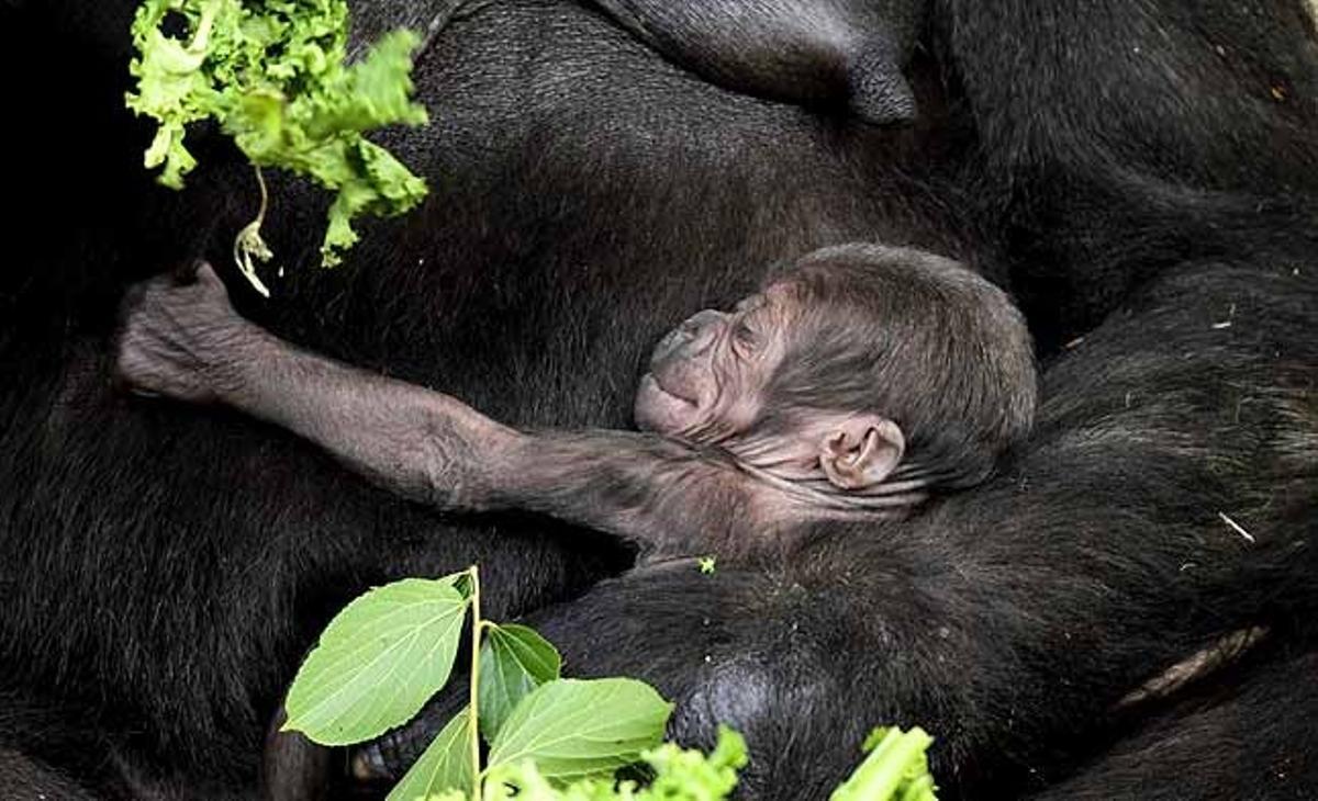 Un goril·la de deu dies d’edat, anomenat Kipenzi, abraça la seva mare, Kriba, al Zoològic de Taronga, a Sydney (Austràlia).