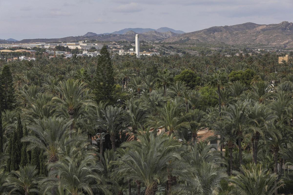 Los huertos de palmeras de Elche no sólo son patrimonio cultural, también contribuyen a luchar contra el cambio climático