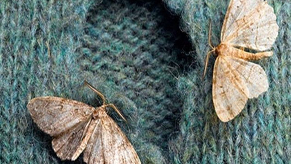 Polilla de la Ropa.