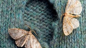 Polilla de la Ropa.