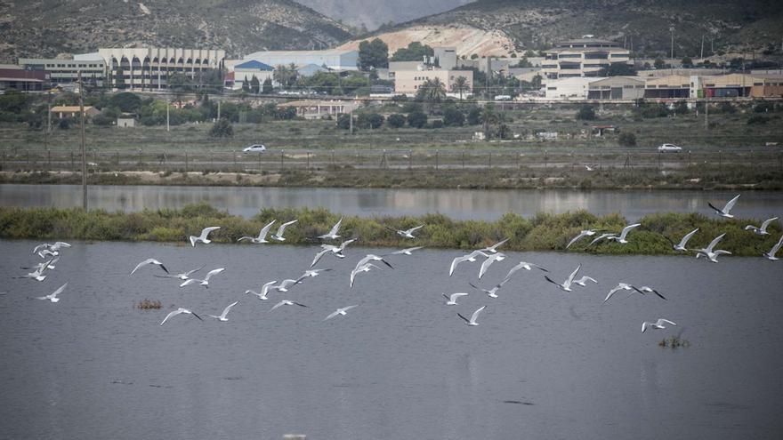 Urbanismo frustra el proyecto para construir un campamento con bungalós y caravanas al invadir el saladar de Agua Amarga