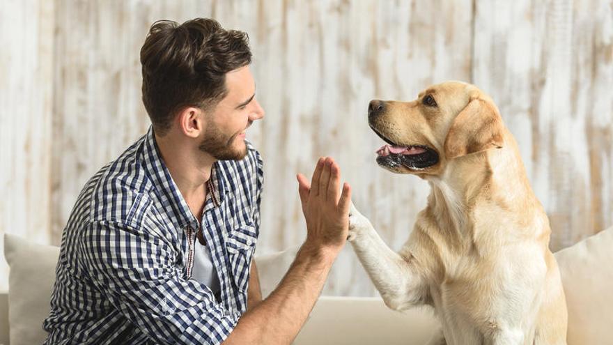 Un hombre choca la mano a un perro.