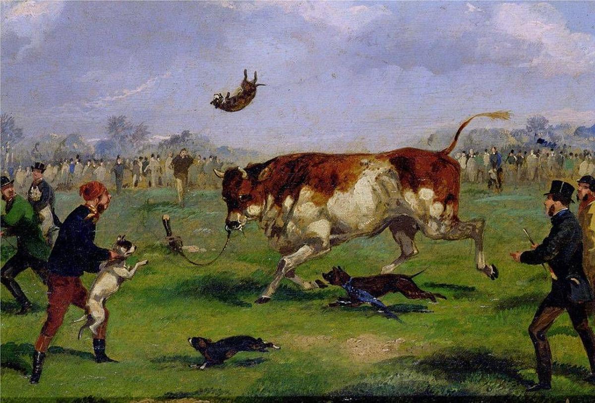 Un toro lanzando al aire un perro en un 'bull baiting'