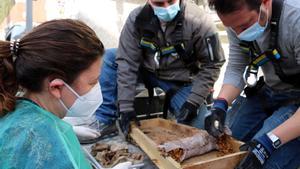 Exhumen el cos d’un nadó al cementiri de Sabadell per comprovar si va ser robat
