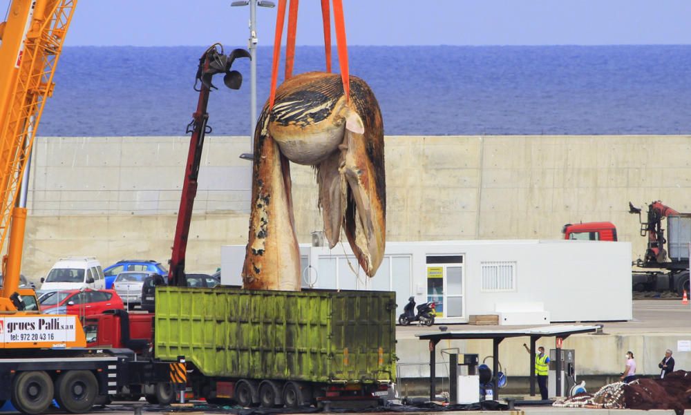 Extracció de la balena morta a Blanes