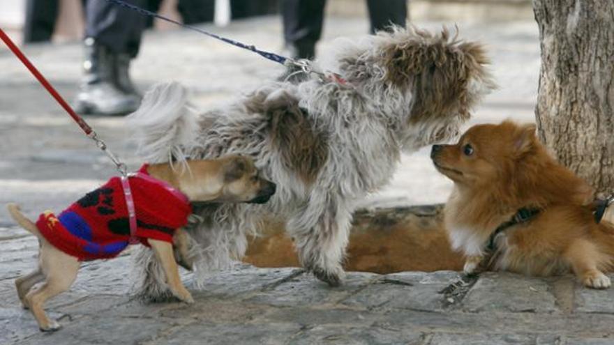 Sacar a pasear al perro sin collar y correa supondrá una sanción de entre 100 y 400 euros.