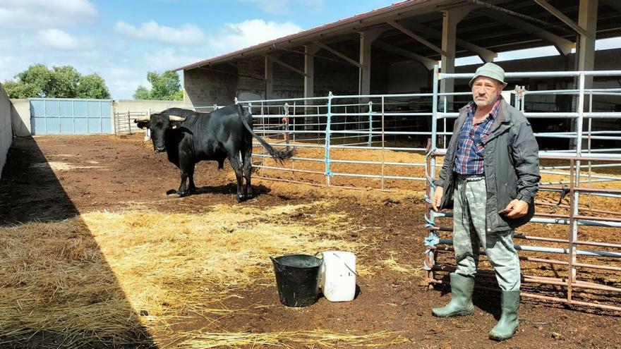 La dramática decisión de un ganadero por la sequía: «Tengo que matar a los toros&quot;