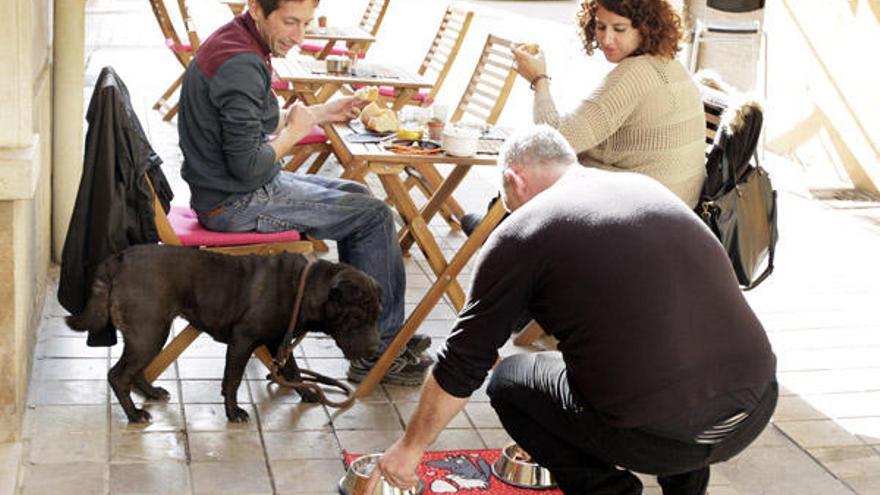 Llega el menú para perros a dos euros