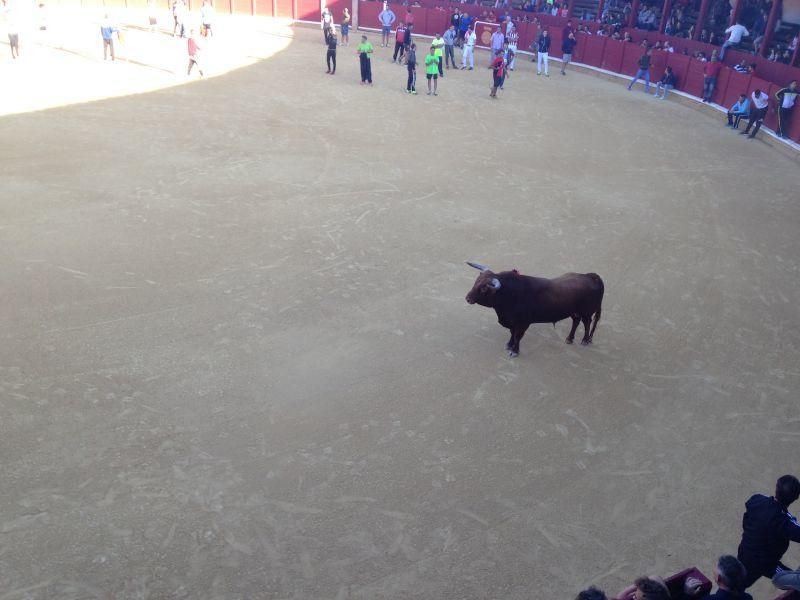 Toro de cajón y encierro urbano en Toro