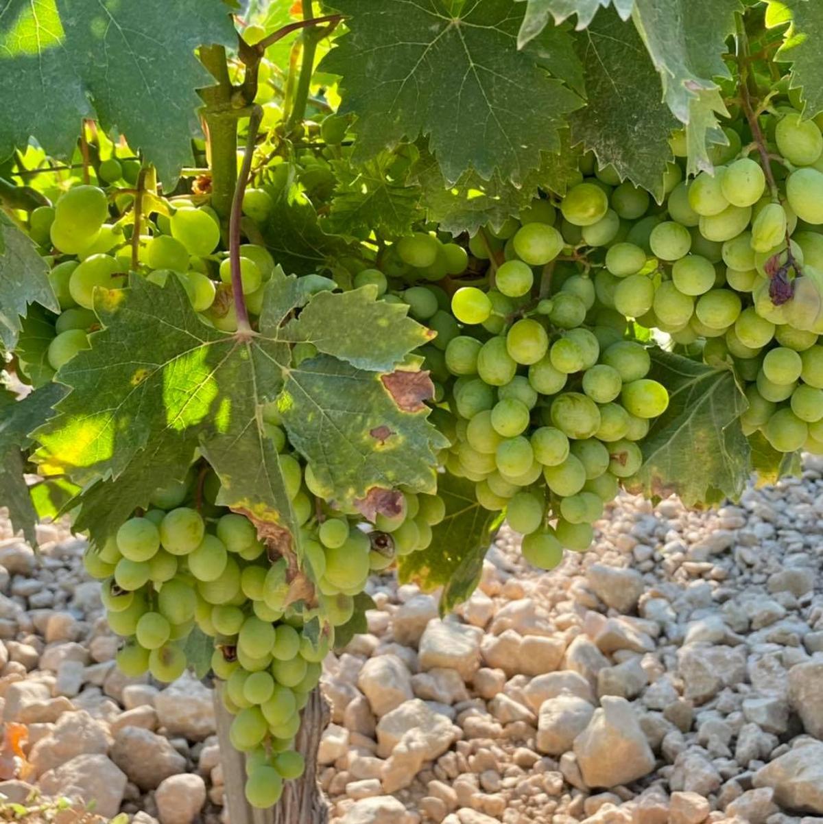Uvas Cabrera dispone en la actualidad de fincas en Benissa, Gata de Gorgos, Dénia y Teulada, y está incorporando tierras en Hondón de las Nieves.