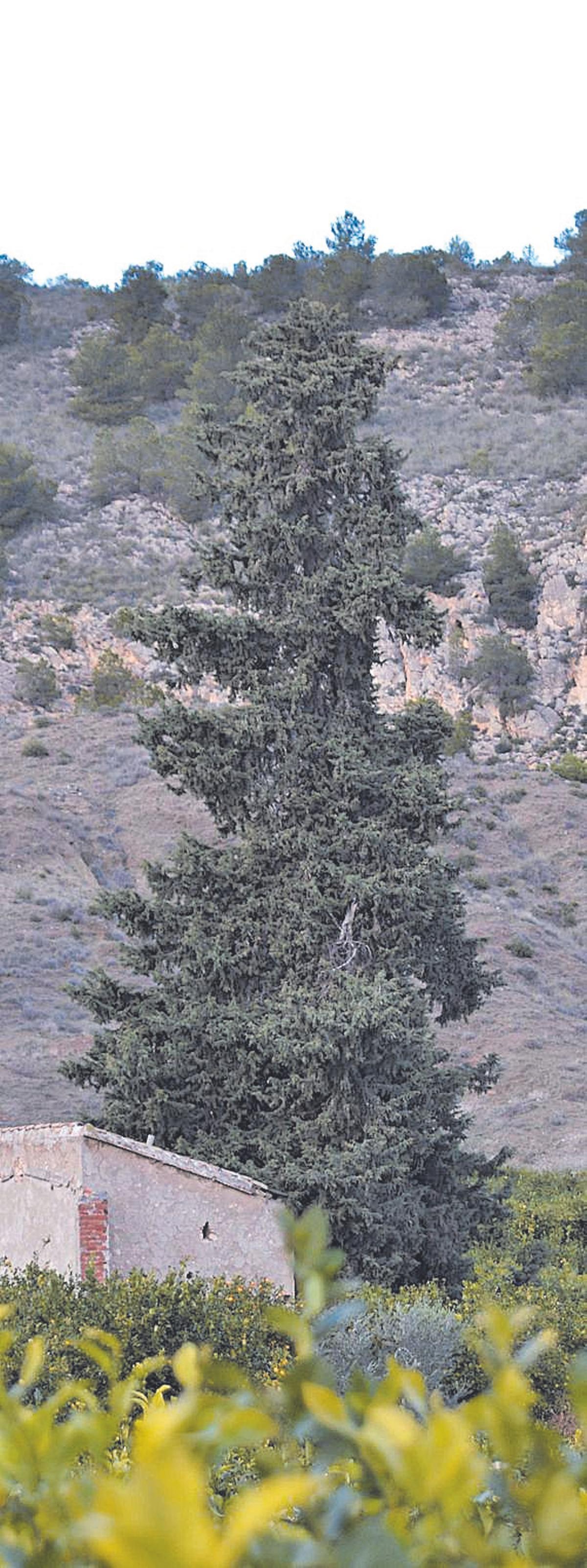 Ciprés de Los Molineros.