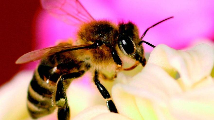 Improvements in the fertility of the black bee to guarantee the survival of the species