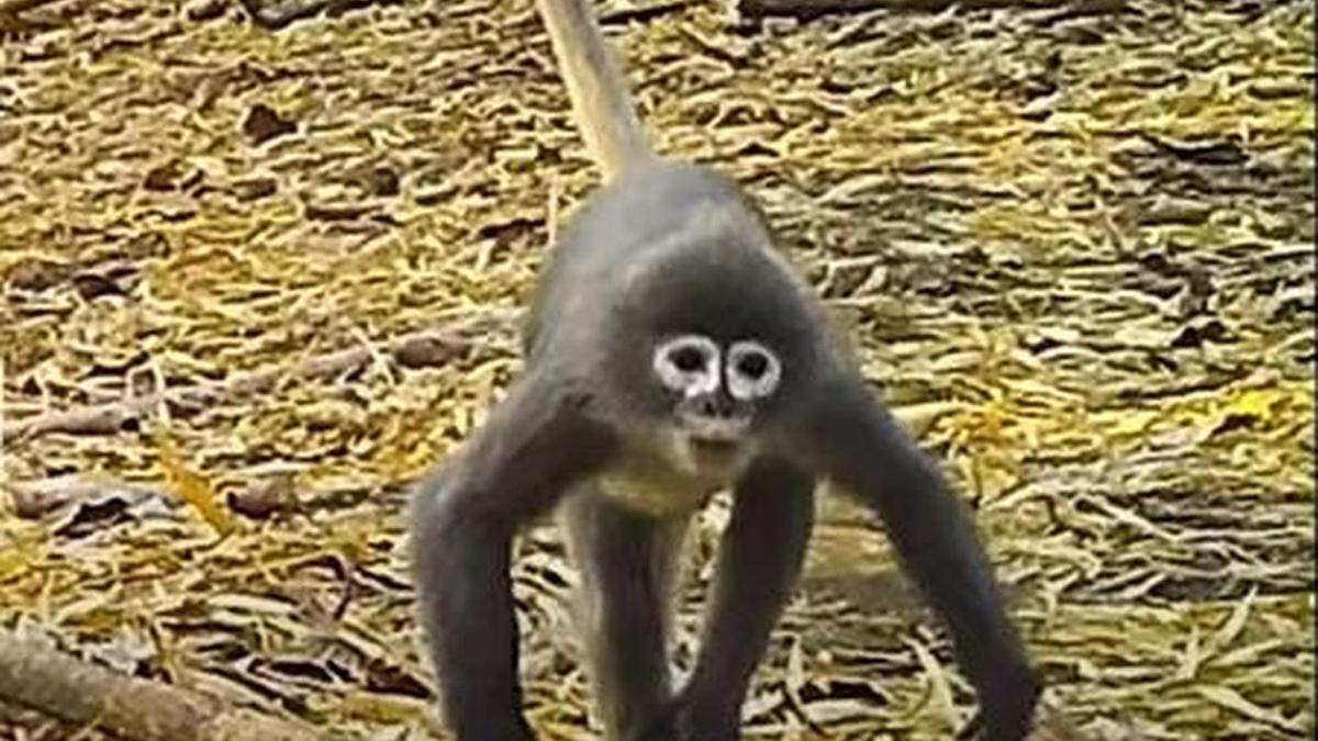 Popa langur, el simio descubierto en el Mekong