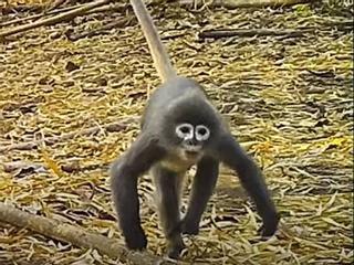 Descubierto un mono con ojeras blancas, una nueva especie en peligro