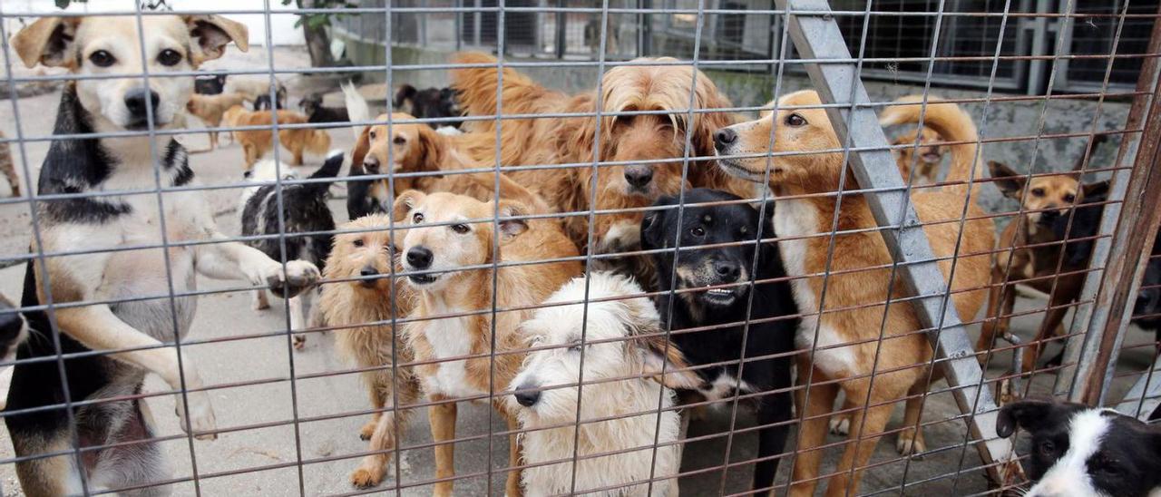 Varios perros, en una protectora de animales de Galicia, a la espera de un nuevo dueño.