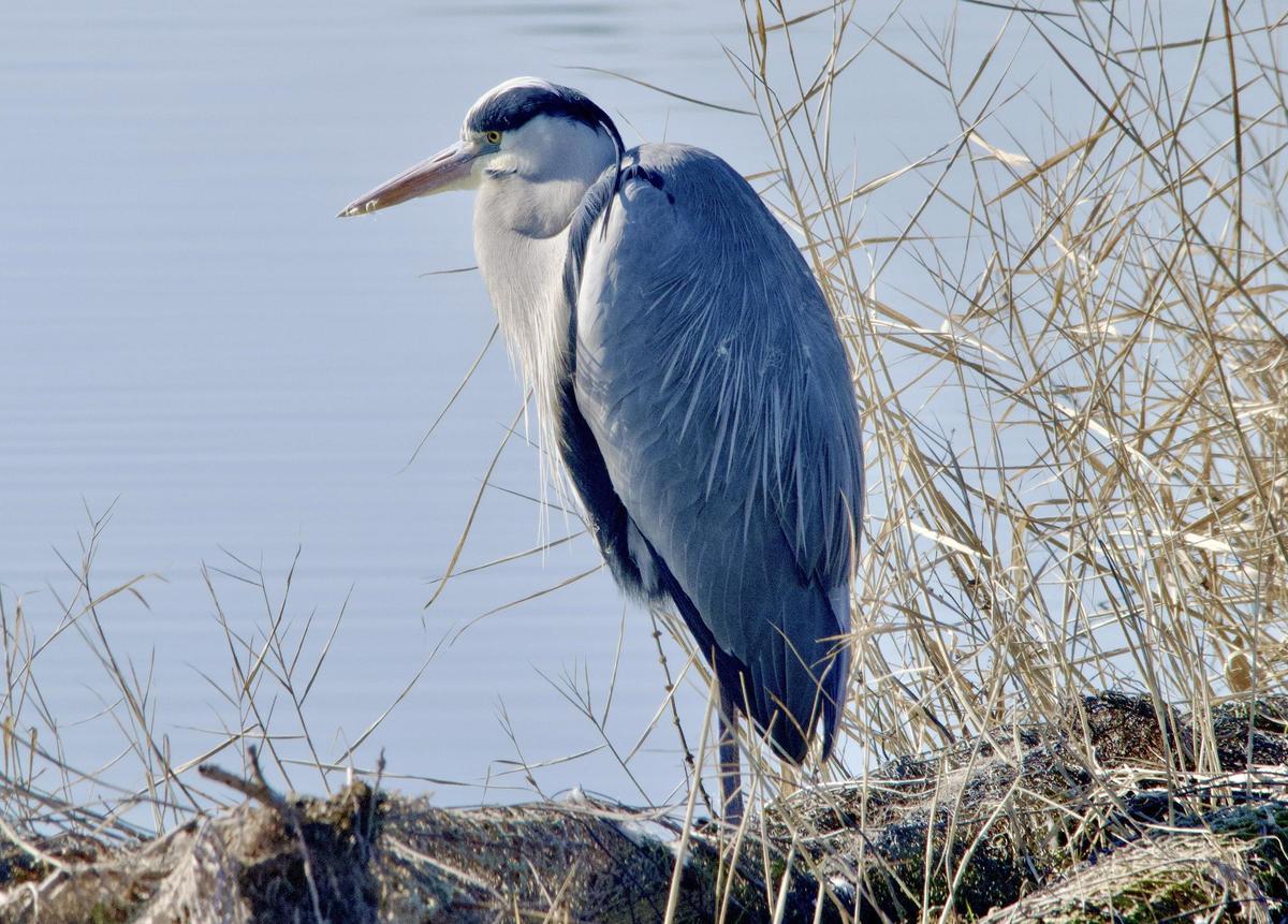 Bernat pescaire
