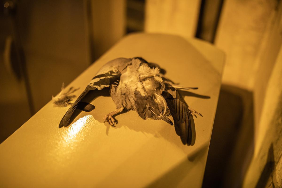 Una paloma muerta, sobre un elemento del mobiliario urbano, en Sant Andreu.