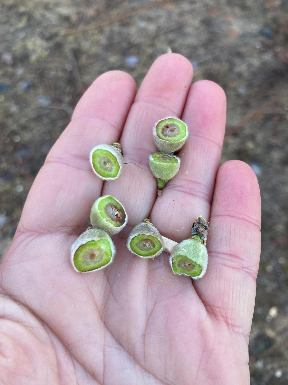 Efectos sobre los cultivos de caquis.