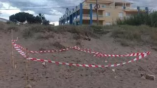 Un niño localiza un nido de "corriolet" en la playa de Dénia y llama a la policía para protegerlo