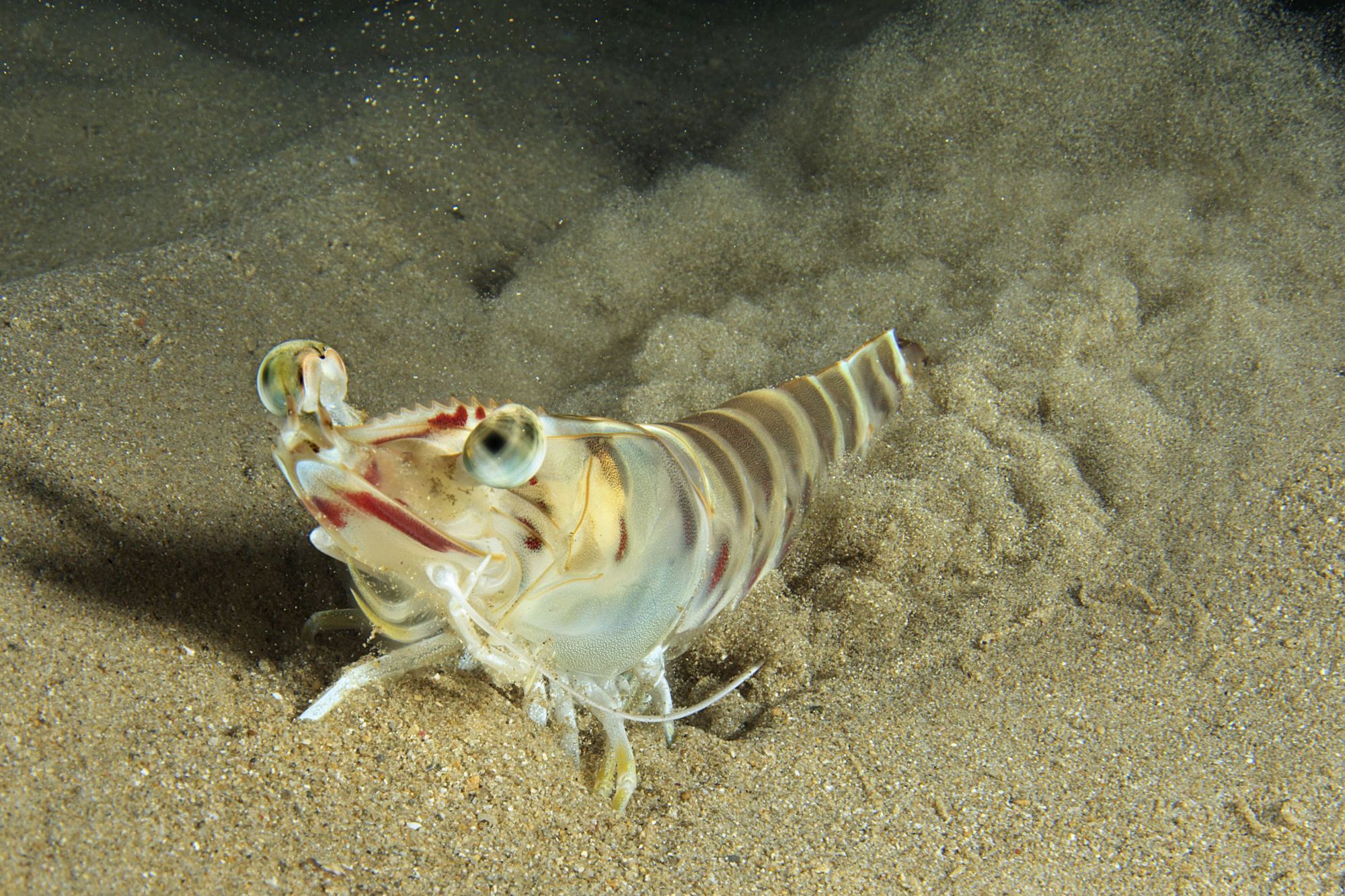 Un ejemplar de langostino mueve rápidamente su cola para esconderse en la arena en el Port de Sant Miquel (Ibiza).