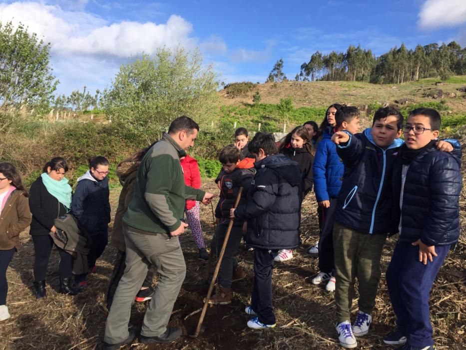 Escolares de Camos repueblan el monte