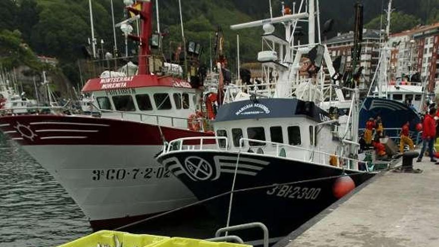 Capturas de anchoa en un puerto del Cantábrico. / alfredo aldai