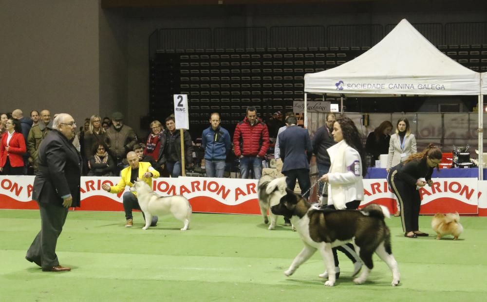 La exposición canina vuelve a contagiar la fiebre perruna en Vigo