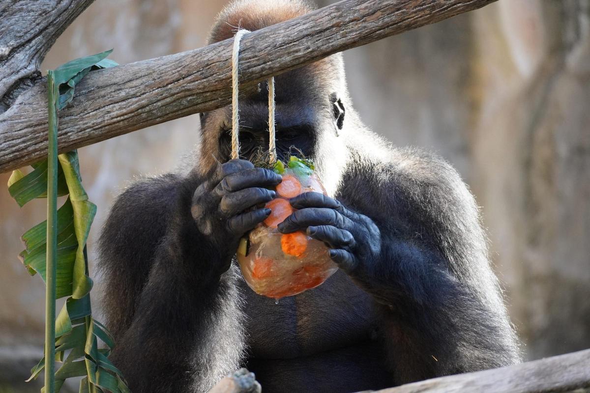Los "helados salvajes" están adaptados a las necesidades de cada especie.