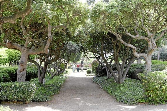 In den Jardines von Marivent: alte Bäume, organische Formschnitte und viel Grün. Ein botanischer Rundgang mit der Gartenarchitektin Erika Könn.