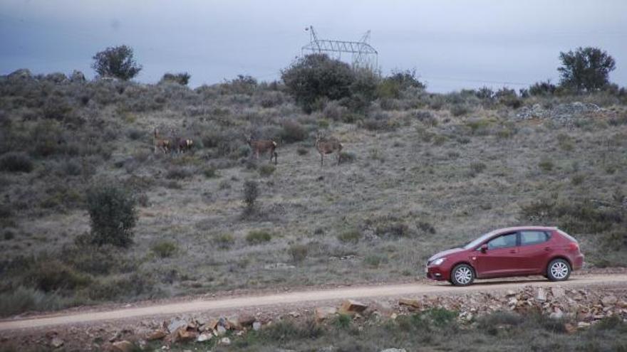 Una persona conduce su coche por las proximidades de un grupo de ciervas en Val de Santamaría.