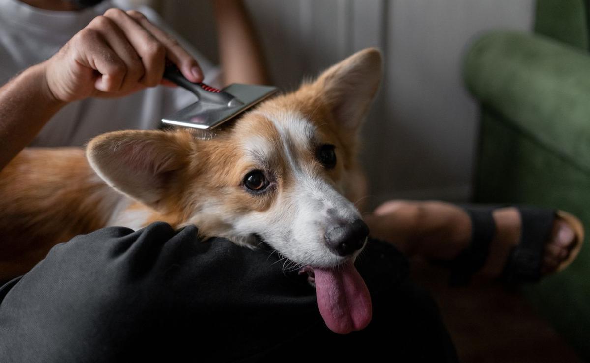Consejos de peluquería canina para mantener a tu perro fresco y radiante en el verano