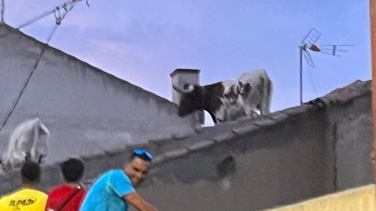 Los toros de Villalpando, por los tejados