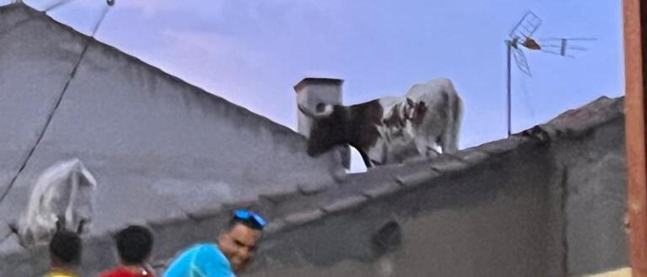 VIDEO | No es broma, los toros de Villalpando, por los tejados
