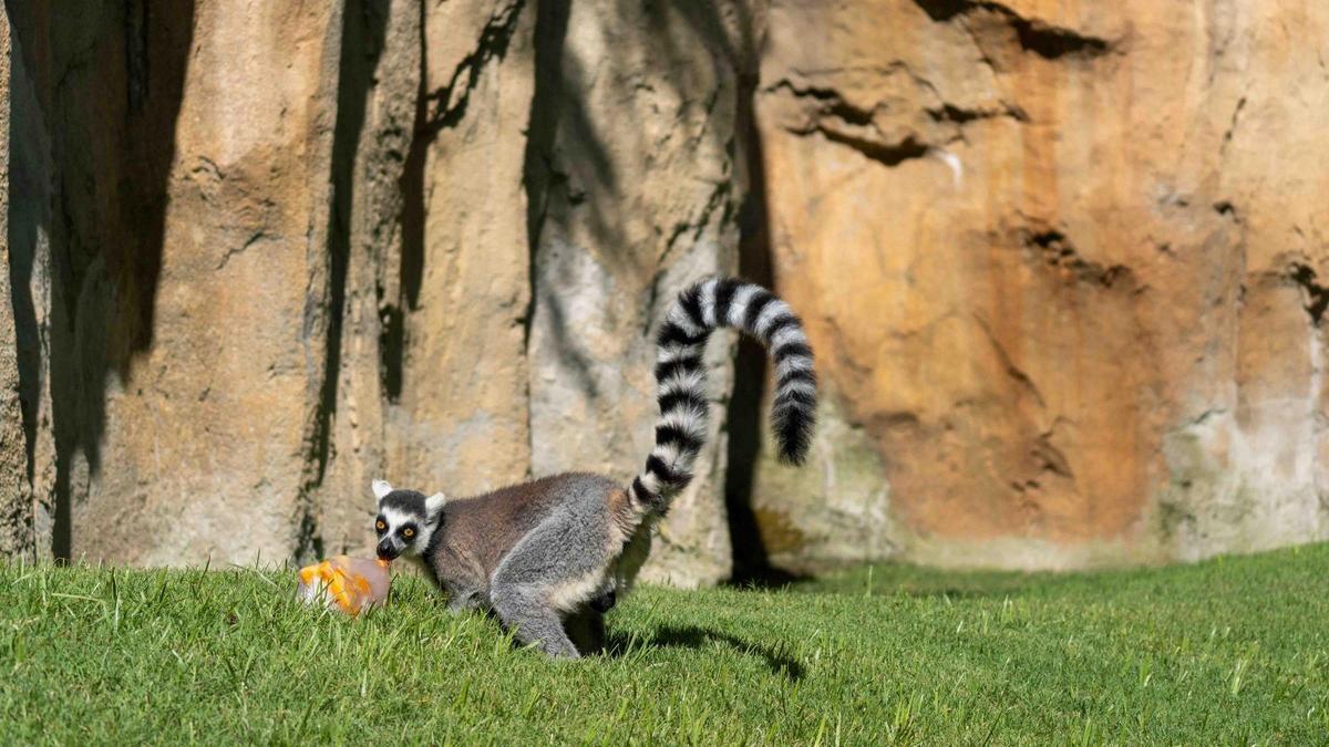 Lémures disfrutan de helados en la isla de Madagascar de Bioparc Valencia.