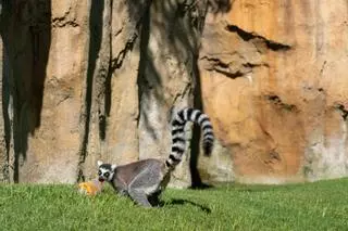 Helados para animales y lluvia artificial: así afronta Bioparc Valencia el calor extremo