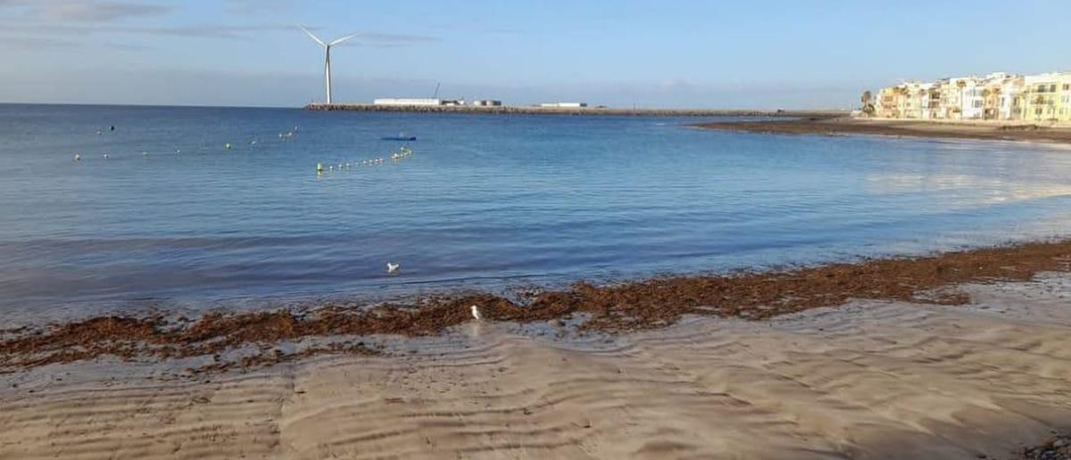 Las algas en la playa, algunas aves y al fondo, el puerto de Arinaga.