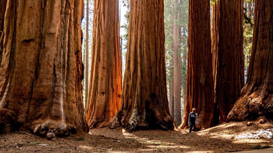 La ruta de senderismo más bonita de España que te lleva por los árboles más altos del mundo está en Cantabria