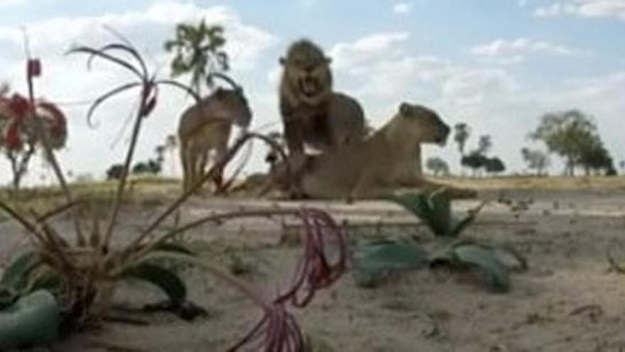 Xanda, junto con otros dos leones, en una imagen de archivo.