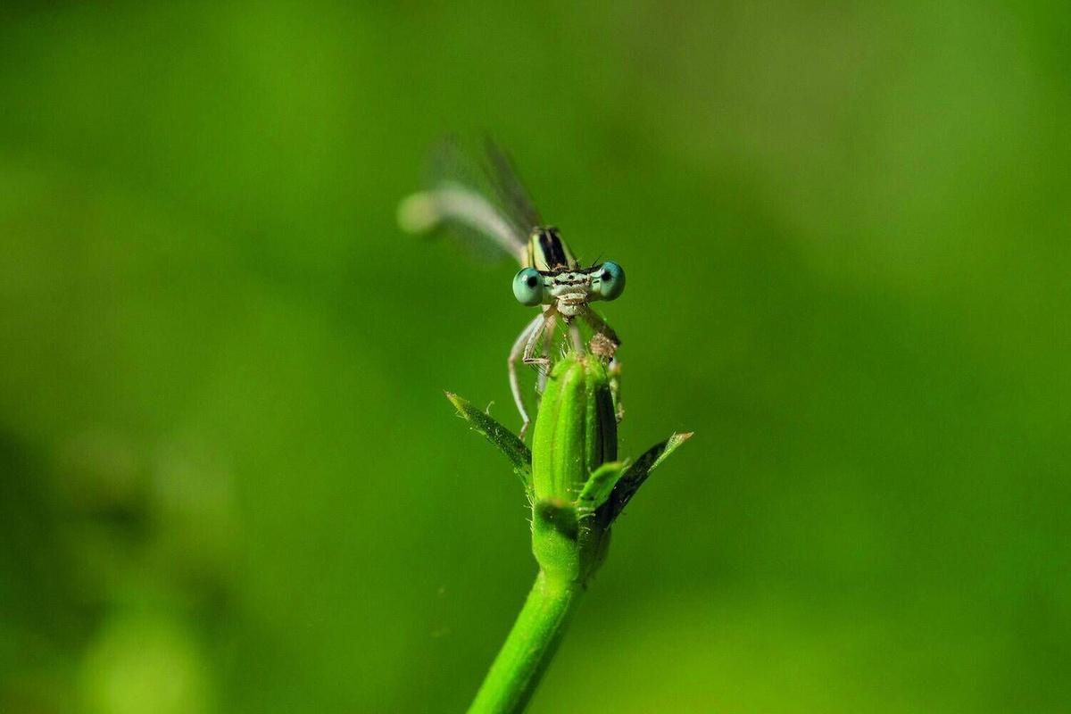 Aquests són els animals que pots veure lliures al riu Cardener al seu pas per Manresa
