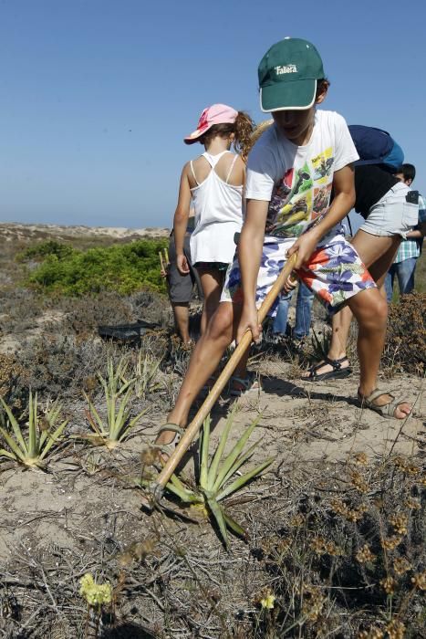 Limpieza de plantas invasoras en la Devesa del Saler